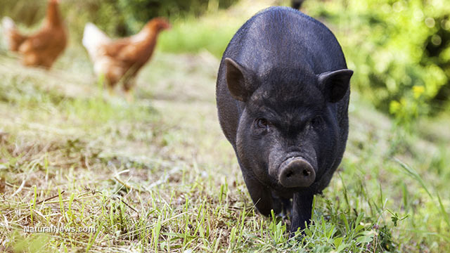 Black-Pig-Swine-Farm-Chickens